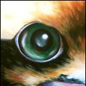 Augenblick eines Kookaburra